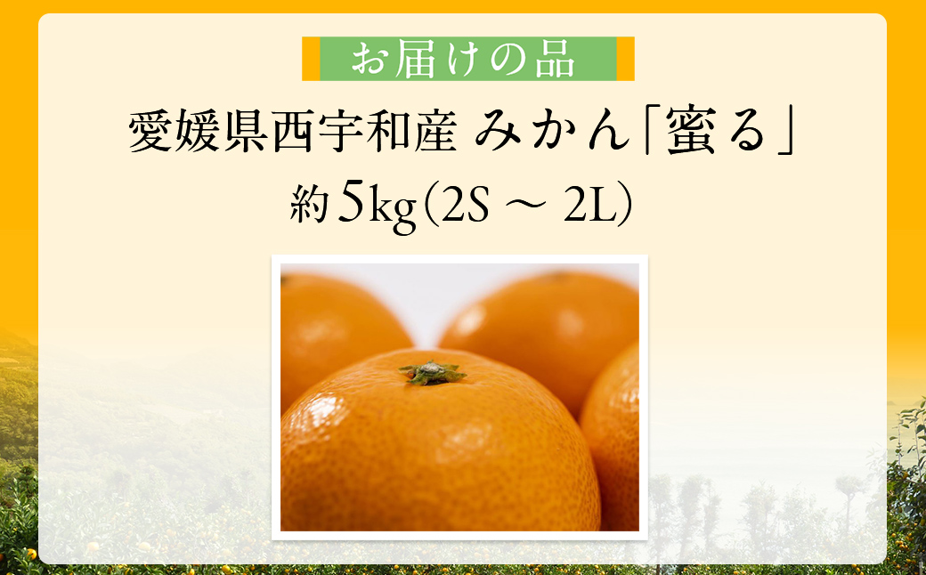 JAにしうわ みつる共選 「蜜る」5kg（2S～2L）2.5kg×2箱 ※離島への配送不可（2026年11月中旬より順次発送予定） IKTBC012