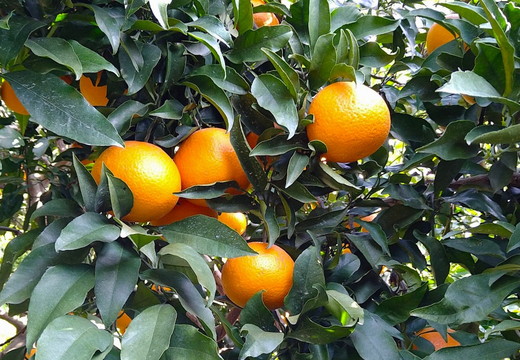 【先行予約】Saito Orange Farmの清見タンゴール10kg ｜ 柑橘 みかん ミカン フルーツ 果物 愛媛　※離島への配送不可　※2025年3月下旬頃より順次発送予定