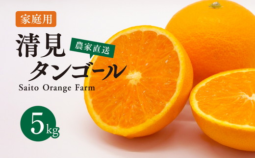 【先行予約】Saito Orange Farmの家庭用清見タンゴール5kg ｜ 柑橘 みかん ミカン フルーツ 果物 愛媛　※離島への配送不可　※2025年3月下旬頃より順次発送予定