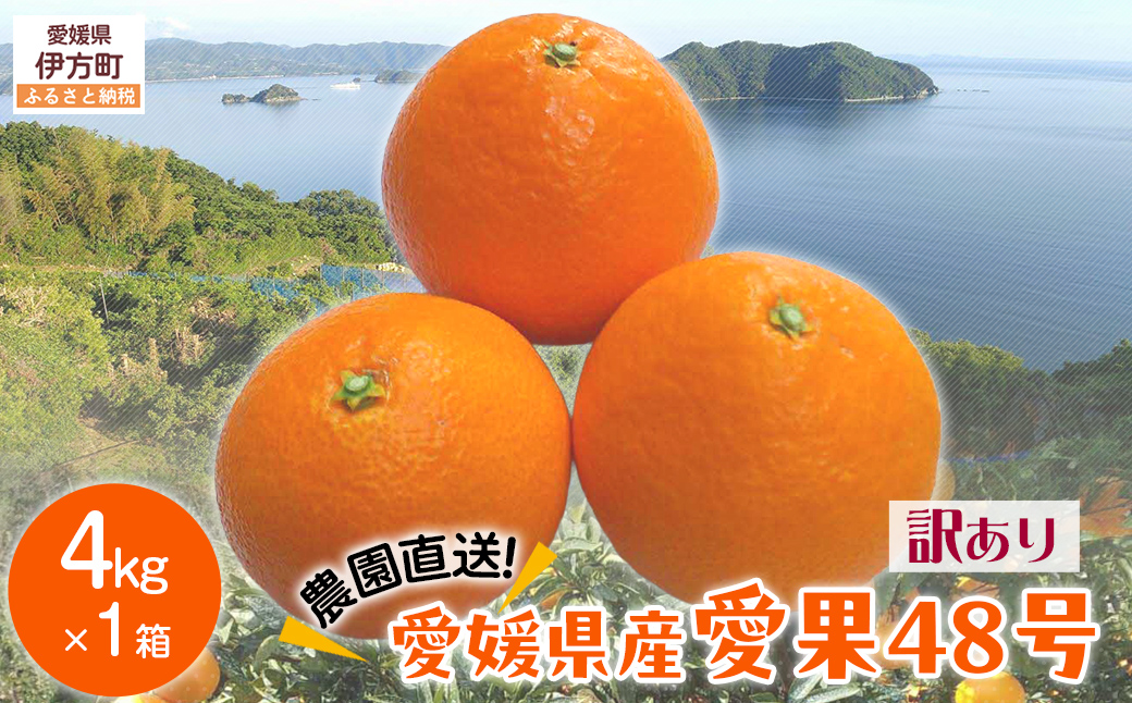 【先行予約】【数量限定】【訳あり】＼農園直送／愛媛県産愛果48号 約4kg（2026年2月下旬より順次発送） IKTV013