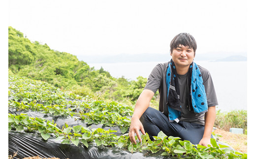 【数量限定】植え付け簡単！新品種！あまはづき 芋苗（20本）｜さつまいも サツマイモ 焼き芋 焼芋 栽培 愛媛県 ※2024年5月下旬〜8月上旬頃に順次発送