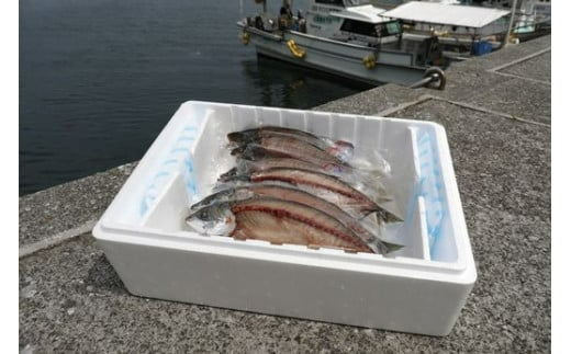 【一本釣り 匠の漁】天然三崎アジ一夜干しセット 3枚 IKTJ004