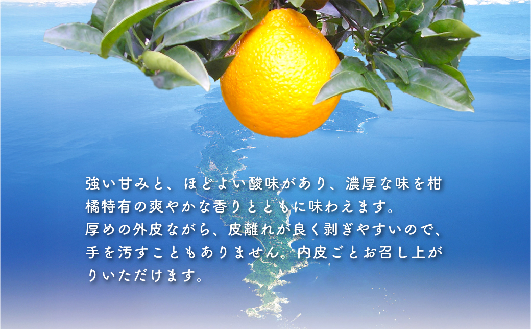 ãå
è¡äºçŽãäžç¥ç«ïŒçæ5kgïŒâ»é¢å³¶ãžã®é
éäžå¯ïŒ2027幎2æäžæ¬ïœ2æäžæ¬é ããé æ¬¡çºéäºå®ïŒ IKTBD011