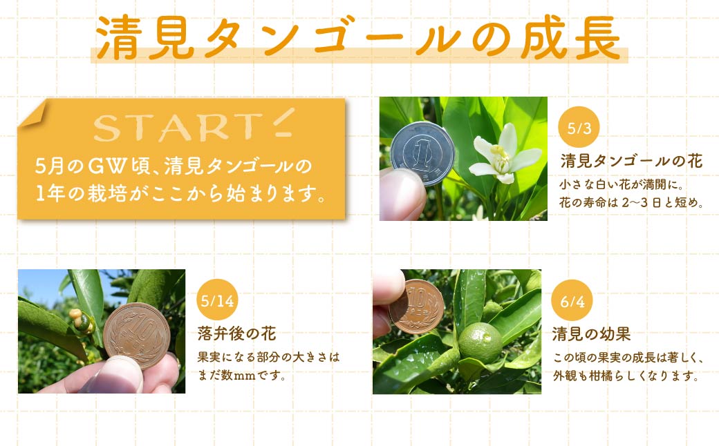 【先行予約】清見タンゴール（貯蔵・生果5kg）※離島への配送不可（2026年4月下旬より順次発送予定） IKTBD007