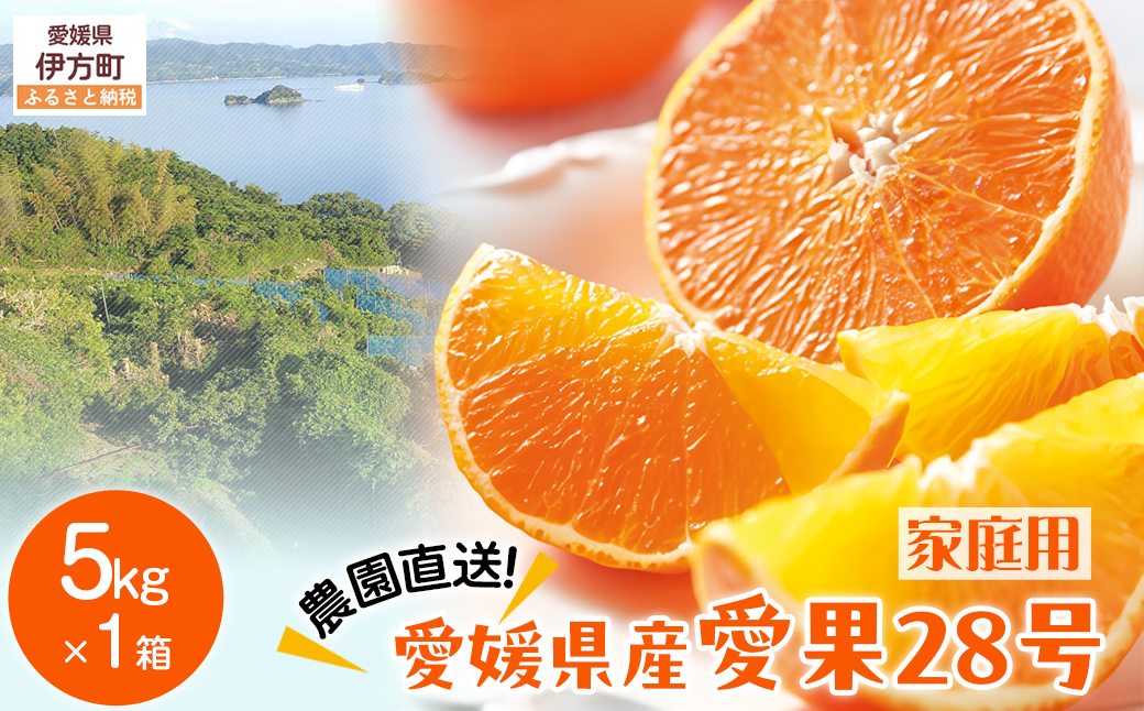【先行予約】【数量限定】＼農園直送／愛媛県産 愛果28号（家庭用） 5kg×1箱（サイズ混合）（2025年12月中旬より順次発送） 【ふるさと納税 人気 おすすめ ランキング 柑橘 みかん ミカン 蜜柑 愛果28号 紅 まどんな と同品種 果物 フルーツ 家庭用 岡市農園 愛媛県産 愛媛県 伊方町 送料無料】 IKTV005