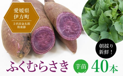 【先行受付】朝採り新鮮！２代目金太郎倶楽部のふくむらさき 芋苗（40本）｜さつまいも サツマイモ 焼き芋 焼芋 栽培 愛媛県
※離島への配送不可
※2024年5月下旬〜8月上旬頃に順次発送予定