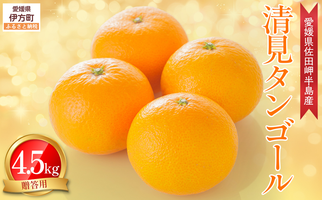 【先行予約】【農家直送】愛媛県産 清見タンゴール 贈答用 4.5kg（2026年3月上旬〜4月中旬頃発送予定） IKTC007