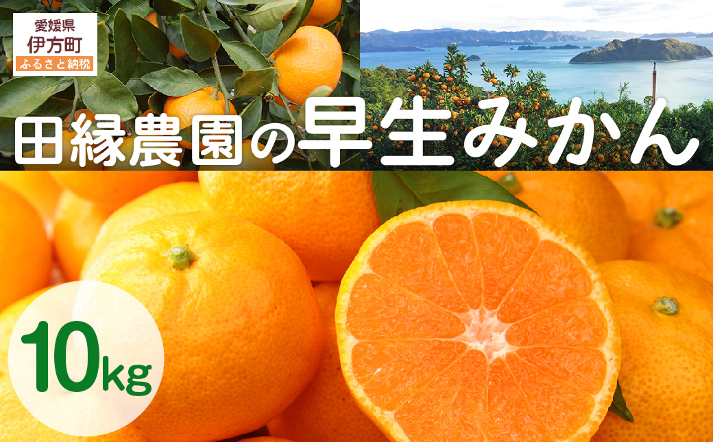 【数量限定/先行予約】田縁農園の早生みかん（生果）10kg ※離島への配送不可 （2025年11月10日より順次発送） IKTA026