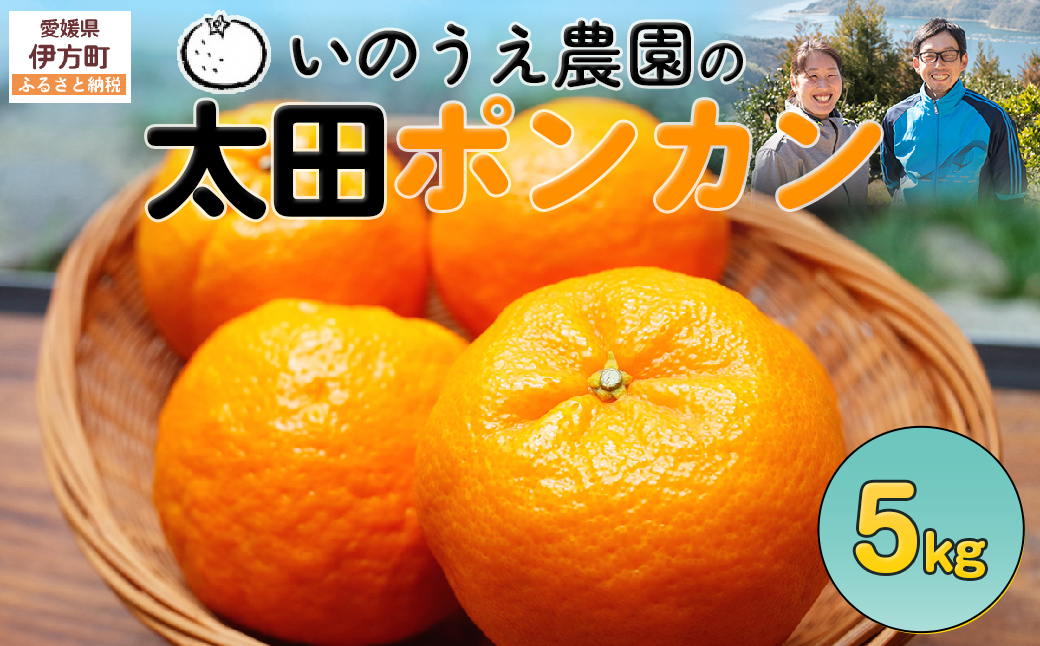 【先行予約】いのうえ農園の太田ポンカン 5kg ※離島への配送不可 （2026年1月上旬より順次発送） IKTAI003
