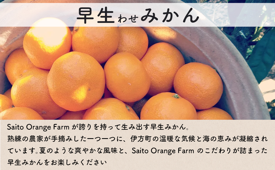 ãå
è¡äºçŽãSaito Orange Farmã®æ©çïŒããïŒã¿ãã10kg ïŒ2026幎11æäžæ¬é ããé æ¬¡çºéäºå®ïŒ IKTAQ021