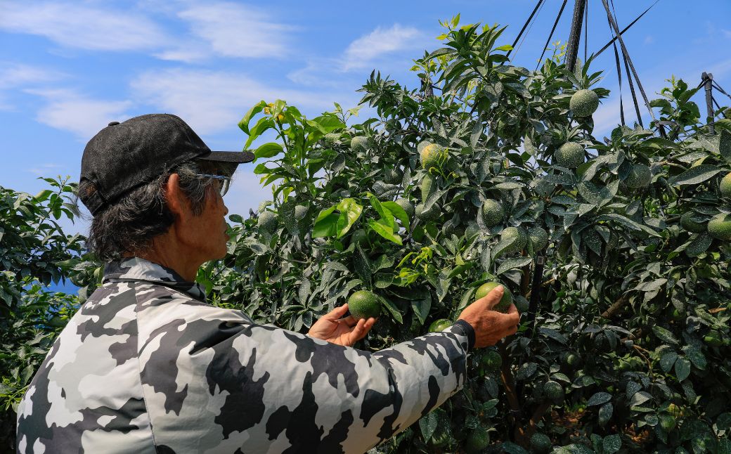 【先行予約】【数量限定】【秀】＼農園直送／愛果48号 約2.5kg ※離島への配送不可（2026年2月下旬より順次発送） 【ふるさと納税 人気 おすすめ ランキング 柑橘 みかん ミカン 蜜柑 愛果48号 果物 フルーツ 産地直送 農園直送 岡市農園 愛媛県産 愛媛県 伊方町 送料無料】 IKTV011