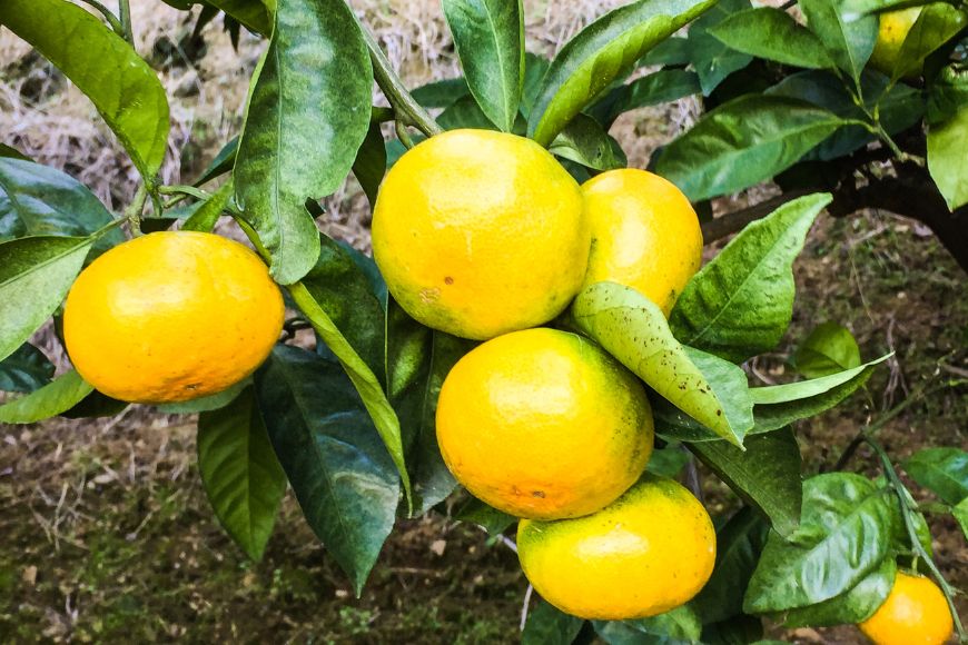 ã幎4åå®æäŸ¿ããæåªçç£ãç°çžèŸ²åã®åå£ç©èªãæ¥ïŒç¢æïŒ7kgïŒãå€ïŒææš¹100%ã¹ãã¬ãŒããžã¥ãŒã¹ïŒ720mlÃ3æ¬ / ã¿ãããããšããäžç¥ç«ïŒãç§ïŒæ©çã¿ããïŒ10kgïŒãå¬ïŒçå¹³ïŒ2kgïŒ IKTA010