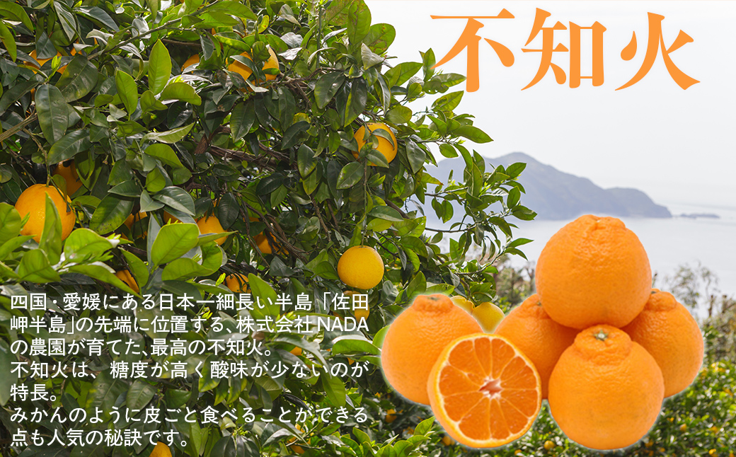 【先行予約】【農家直送】愛媛県産 不知火 贈答用 4.5kg （2027年2月下旬～3月下旬に順次発送予定） IKTC008
