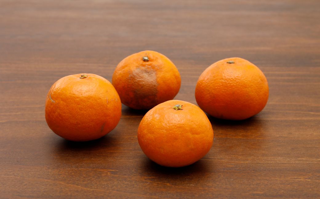 【先行受付】【数量限定】【山採り無選別】はるみ 5kg ※離島への配送不可（2026年2月より順次発送） IKTAB011 