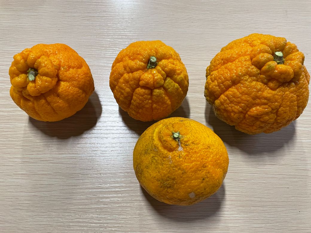 【先行受付】【※超訳あり】不知火（しらぬい） 5kg ※離島への配送不可 （2026年2月中旬より順次発送） IKTAB005 