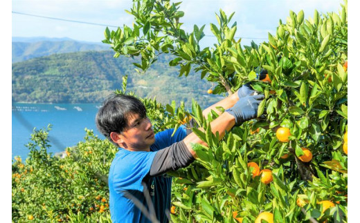 【先行予約受付中】産地直送！愛媛県産甘平 3kg ※2025年1月下旬～2月下旬頃に順次発送予定 ≪柑橘 みかん ギフト≫