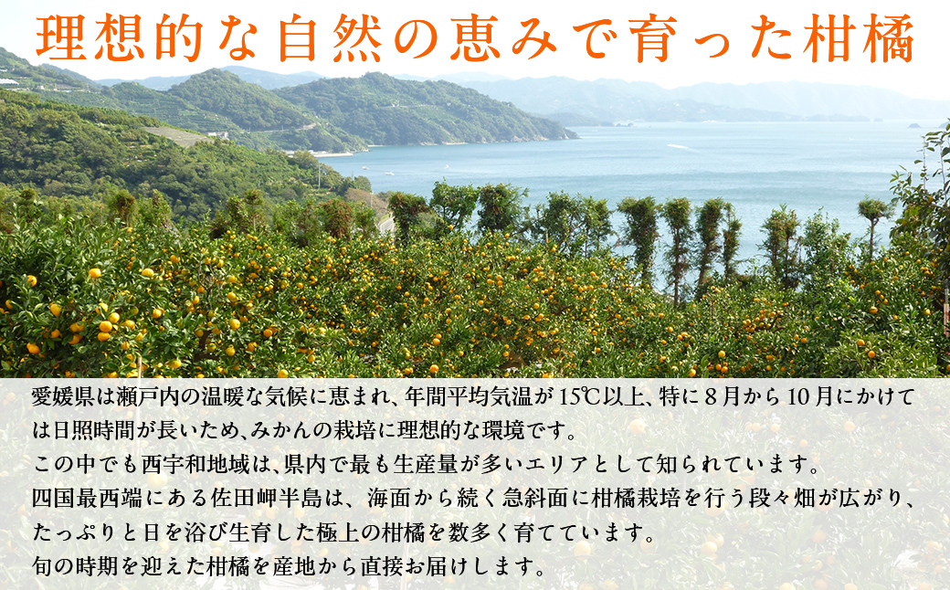 JAにしうわ みつる共選 「蜜る」8kg（2S～2L）4kg×2箱※離島への配送不可（2026年11月中旬より順次発送予定） IKTBC013