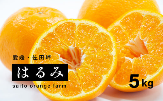 【先行予約】Saito Orange Farmのはるみ5kg ｜ 柑橘 みかん ミカン フルーツ  果物 愛媛　※離島への配送不可　※2025年2月中旬頃より順次発送予定