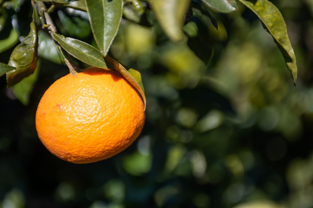 【先行予約】いのうえ農園の早生みかん 5kg ※離島への配送不可（2025年11月中旬より順次発送） IKTAI009