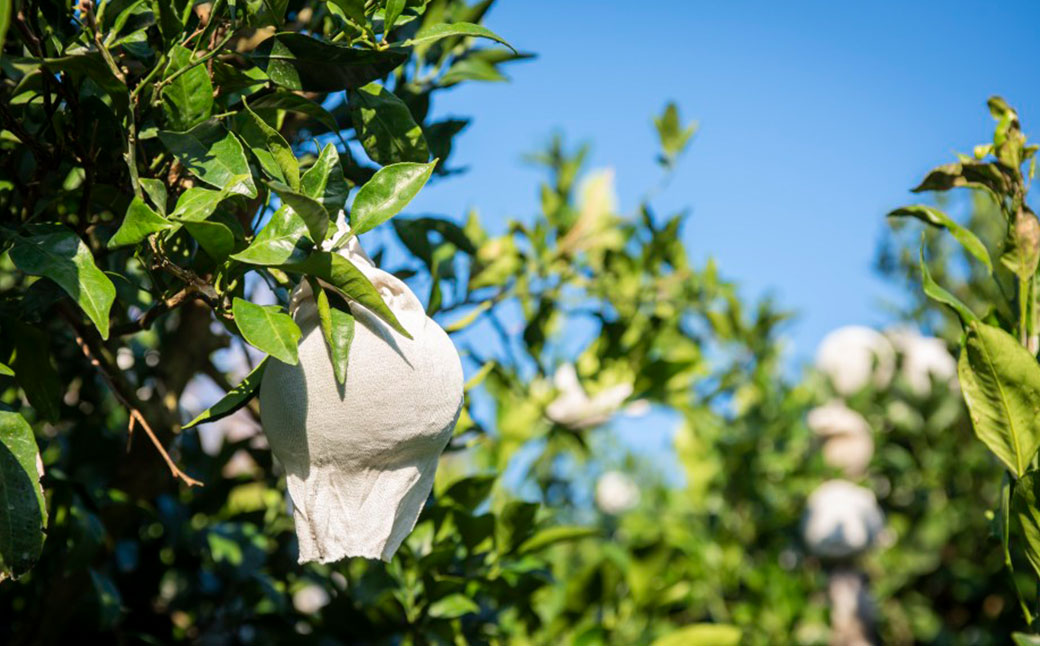 【先行予約】【数量限定】温州みかん5kg（石崎農園）※離島への配送不可 （2025年11月25日より順次発送予定） IKTAG001