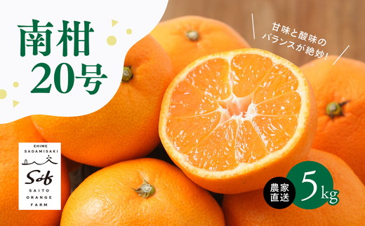 【先行予約】Saito Orange Farmの南柑20号5kg ｜ 温州みかん 代表 柑橘 みかん ミカン フルーツ  果物 愛媛　※離島への配送不可　※2024年12月上旬頃より順次発送予定