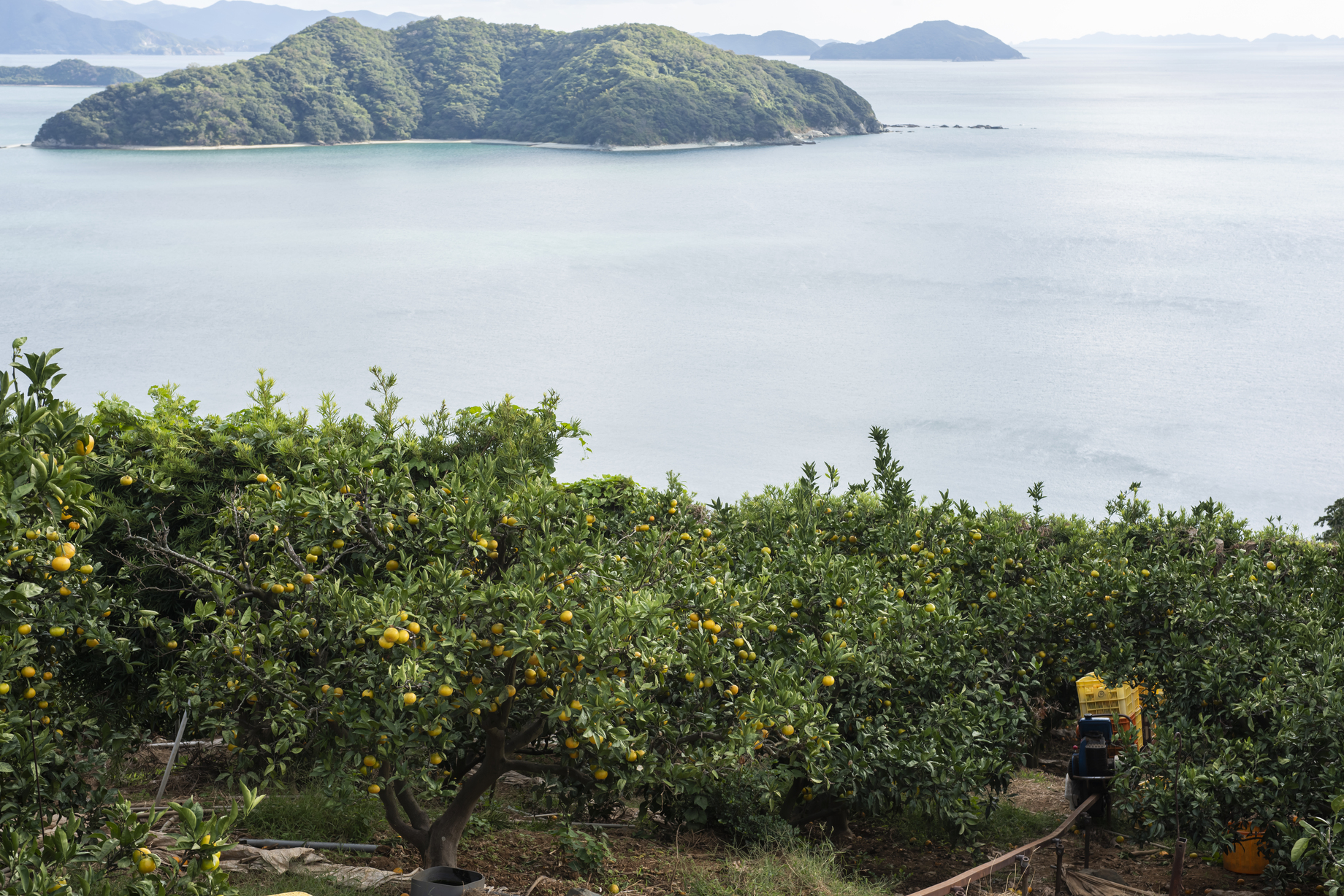 【先行予約】【数量限定】田縁農園の甘平（かんぺい）2kg ※離島への配送不可 （2026年1月25日より順次発送） IKTA028