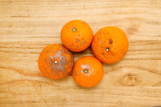 ãå
è¡åä»ããâ»è¶
èš³ãããæž
èŠãªã¬ã³ãž 10kg â»é¢å³¶ãžã®é
éäžå¯ïŒ2026幎3æäžæ¬ããé æ¬¡çºéïŒ IKTAB010