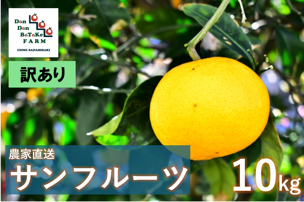 【先行予約】【訳あり】サンフルーツ 約10kg | 柑橘 みかん 果物 フルーツ 愛媛県産 農家直送　※離島への配送不可　※2025年4月上旬より順次発送予定