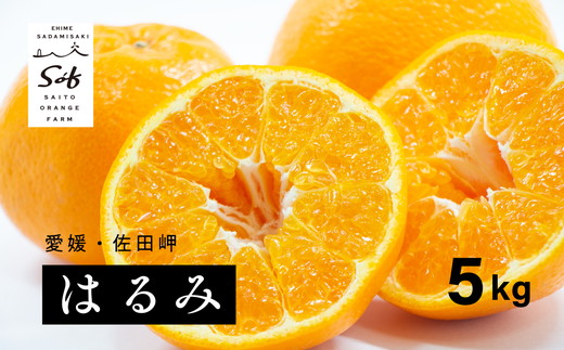 【先行予約】Saito Orange Farmのはるみ5kg ｜ 柑橘 みかん ミカン フルーツ  果物 愛媛　※離島への配送不可　※2025年2月中旬頃より順次発送予定