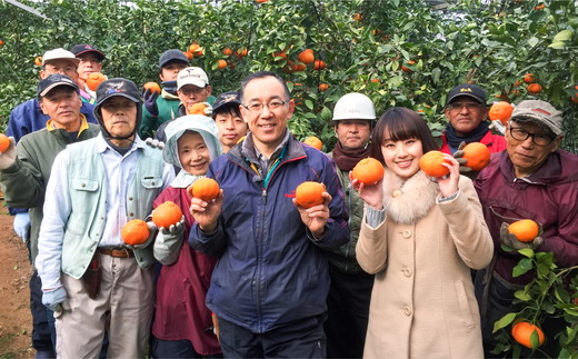 【先行予約】【家庭用】甘平 10kg｜ 柑橘 みかん ミカン フルーツ 果物 愛媛　※離島への配送不可　※2025年2月上旬頃～3月頃に順次発送予定