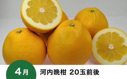 【愛媛県共通返礼品】【定期便】愛媛の柑橘定期便（全6回）（日の丸みかん・紅まどんな・いよかん・甘平・せとか・河内晩柑） ※2024年11月～2025年4月に毎月1回発送予定◇