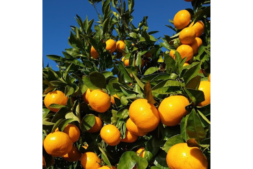 【先行受付】【数量限定】早生みかん（生果）10kg（2025年11月上旬より順次発送） IKTQ002