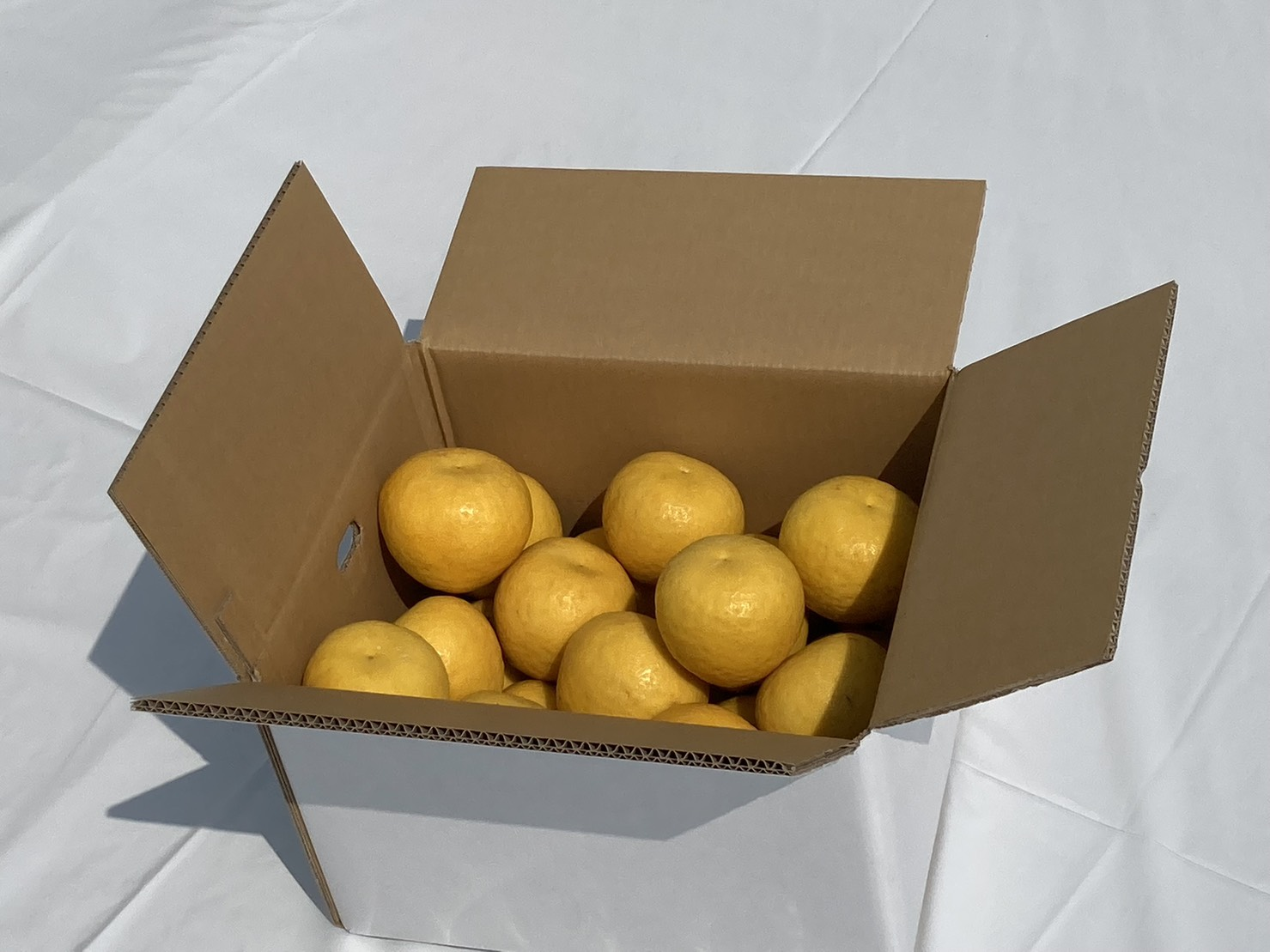 ãå
è¡äºçŽããæ°ééå®ãç°çžèŸ²åã®æ²³å
æ©æçŽ7kg â»é¢å³¶ãžã®é
éäžå¯ ïŒ2026幎4æ10æ¥ããé æ¬¡çºéïŒ IKTA020