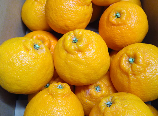 【先行予約】【お試し！】Saito Orange Farmの不知火2kg ｜ 柑橘 みかん ミカン フルーツ  果物 でこぽん デコポンと同品種 愛媛　※離島への配送不可　※2025年3月中旬頃より順次発送予定 