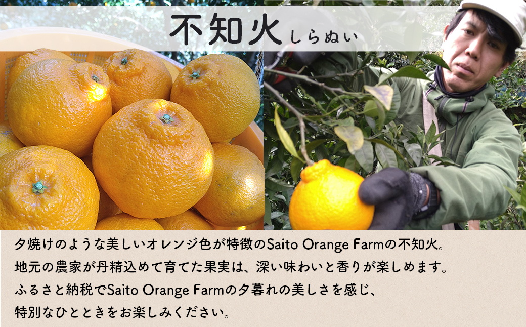 【先行予約】【お試し！】Saito Orange Farmの不知火2kg（2027年3月上旬頃より順次発送予定） IKTAQ013