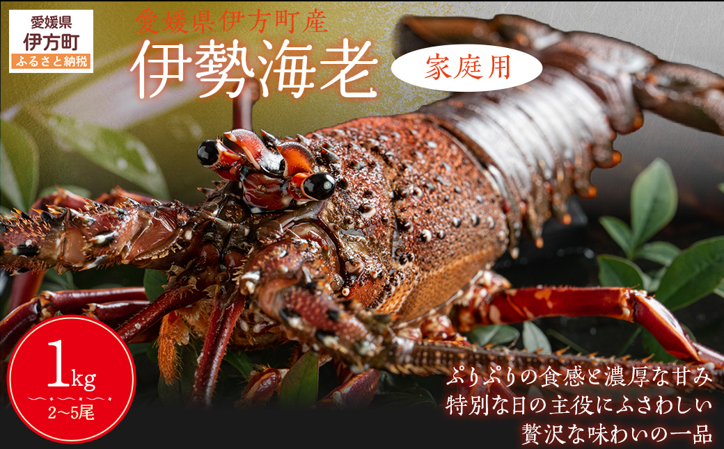 【家庭用】伊勢海老（2～5尾・総量1kg） ※離島への配送不可（2025年9月より順次発送） IKTB028