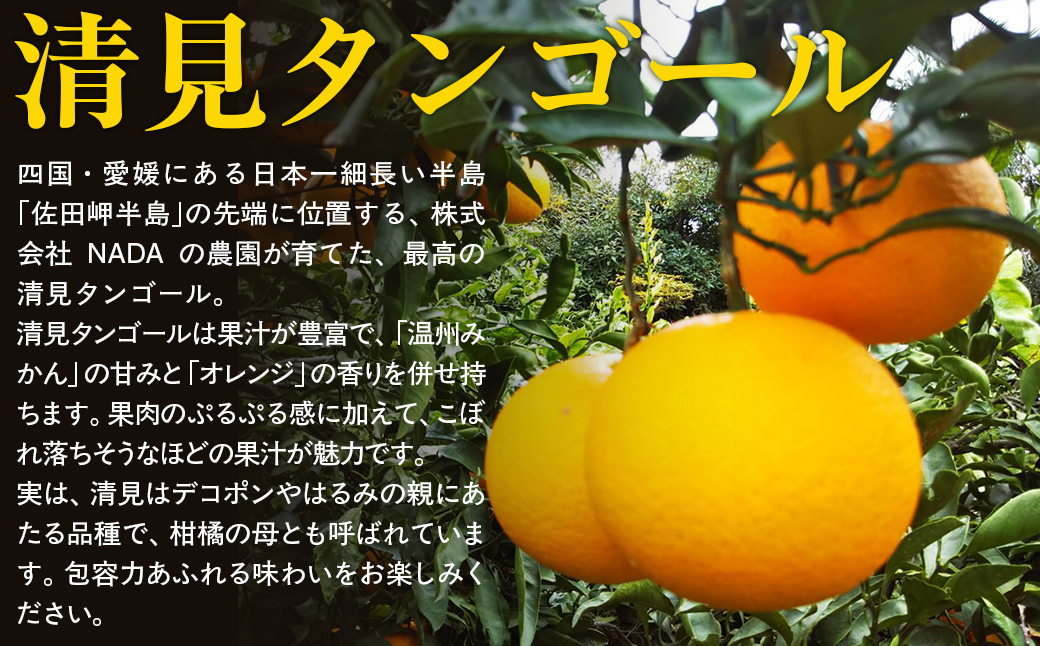 【先行予約】【農家直送】愛媛県産 清見タンゴール 贈答用 4.5kg（2026年3月上旬〜4月中旬頃発送予定） IKTC007 