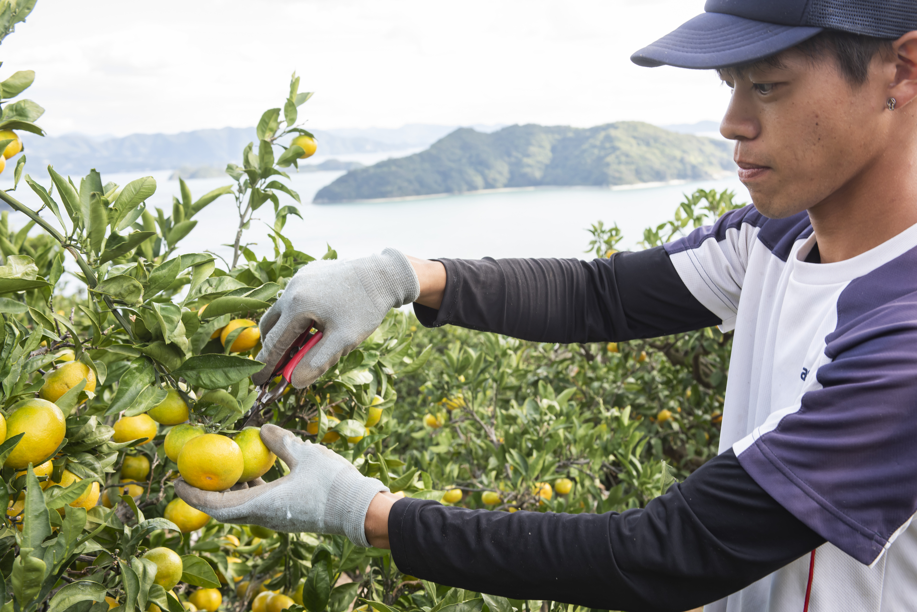 【先行予約】【数量限定】田縁農園の不知火（しらぬい）3kg ※離島への配送不可 （2026年2月10日より順次発送） IKTA018