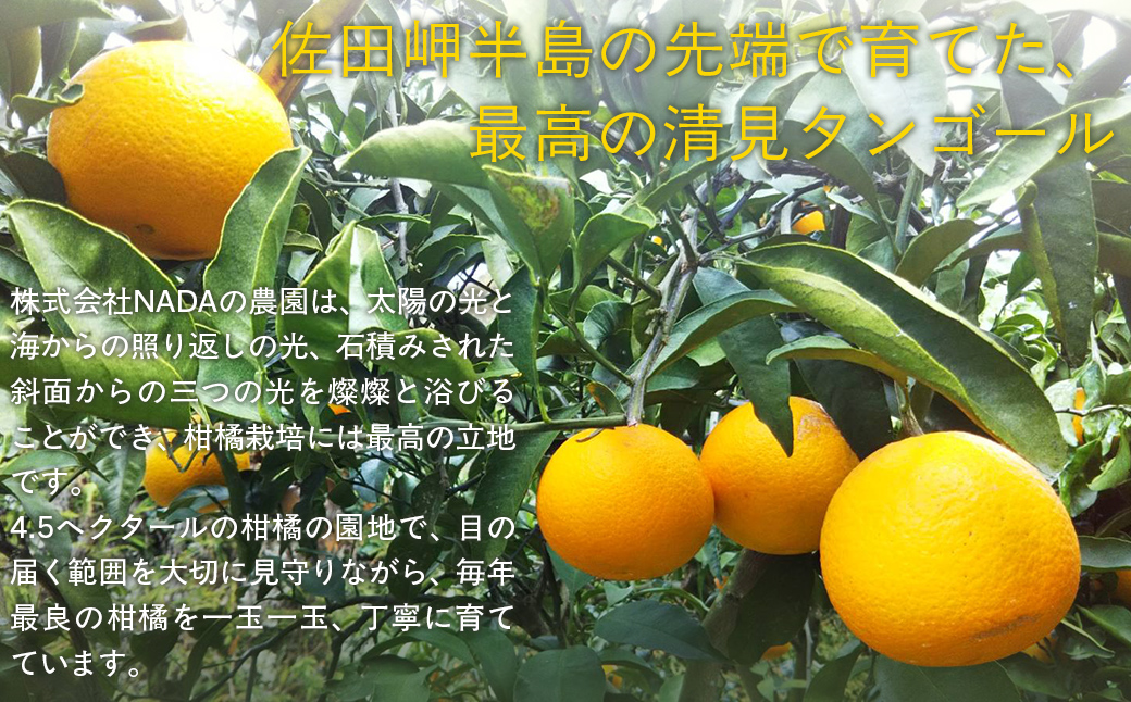 【先行予約】【農家直送】愛媛県産 清見タンゴール 贈答用 4.5kg（2026年3月上旬〜4月中旬頃発送予定） IKTC007 