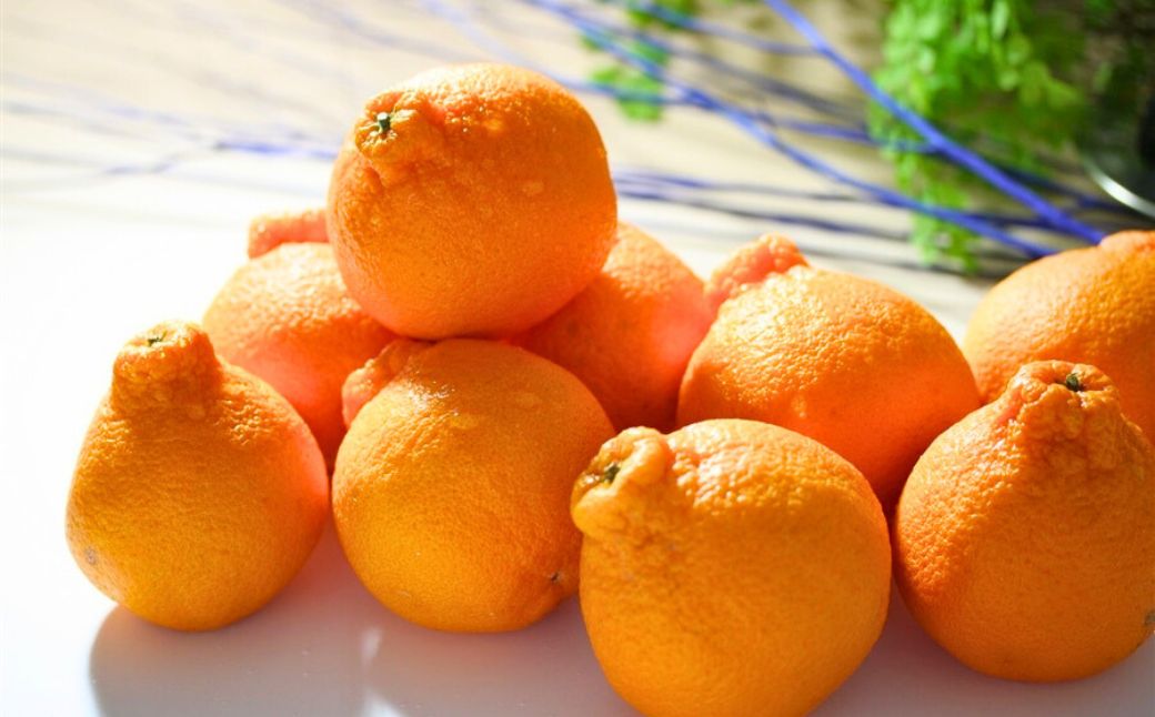 【先行受付】【家庭用】不知火（しらぬい） 5kg ※離島への配送不可（2026年2月中旬より順次発送）  IKTAB003 