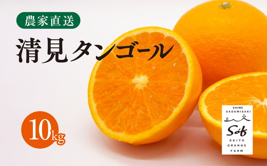 【先行予約】Saito Orange Farmの清見タンゴール10kg ｜ 柑橘 みかん ミカン フルーツ 果物 愛媛　※離島への配送不可　※2025年3月下旬頃より順次発送予定