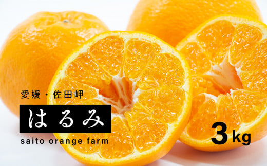 【先行予約】Saito Orange Farmのはるみ3kg ｜ 柑橘 みかん ミカン フルーツ  果物 愛媛　※離島への配送不可　※2025年2月中旬頃より順次発送予定