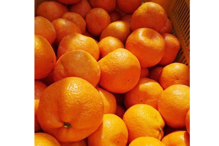 【先行受付】【数量限定】南柑20号（生果）5kg（2025年12月上旬頃より順次発送） IKTQ006