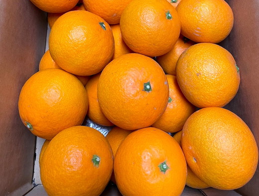 【先行予約】Saito Orange Farmの清見タンゴール5kg ｜ 柑橘 みかん ミカン フルーツ 果物 愛媛　※離島への配送不可　※2025年3月下旬頃より順次発送予定