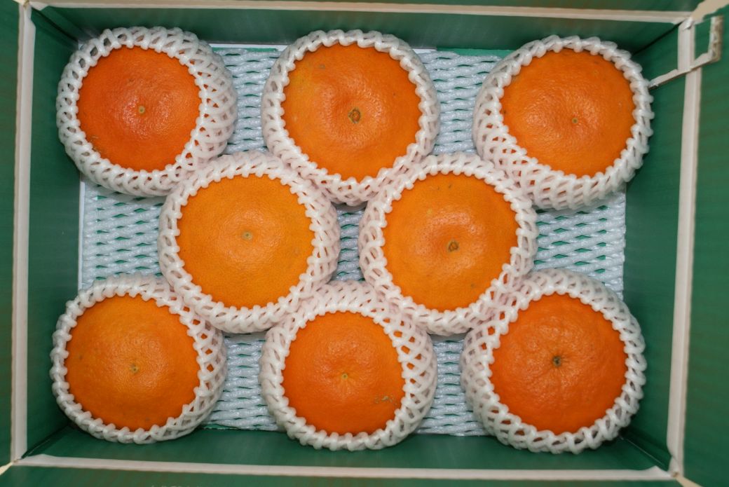 【先行予約】産地直送！愛媛県産甘平 3kg（訳あり）（2026年1月下旬より発送予定） IKTF020