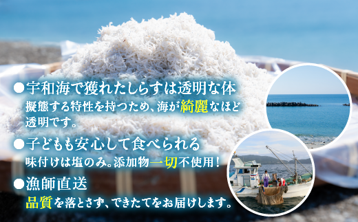 【愛媛県・佐田岬直送】木嶋水産の釜揚げしらす 2kg（250g×8パック）｜ 魚介類 海産物 魚 釜揚げ しらす シラス 小分け やみつき ご飯のお供 おつまみ 酒の肴 おやつ しらす丼 サラダ 海産物 魚 冷凍 国産 愛媛県産　※離島への配送不可