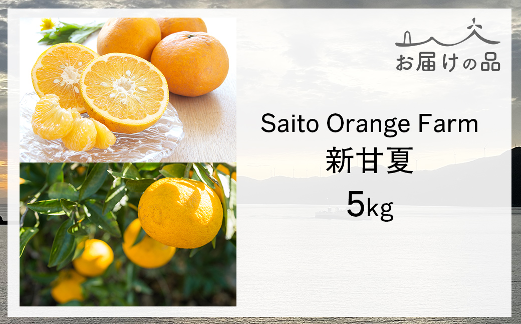 ãå
è¡äºçŽãSaito Orange Farm ãå®¶åºçš æ°çå€5kg ïŒ2027幎3æäžæ¬é ããé æ¬¡çºéäºå®ïŒ IKTAQ029