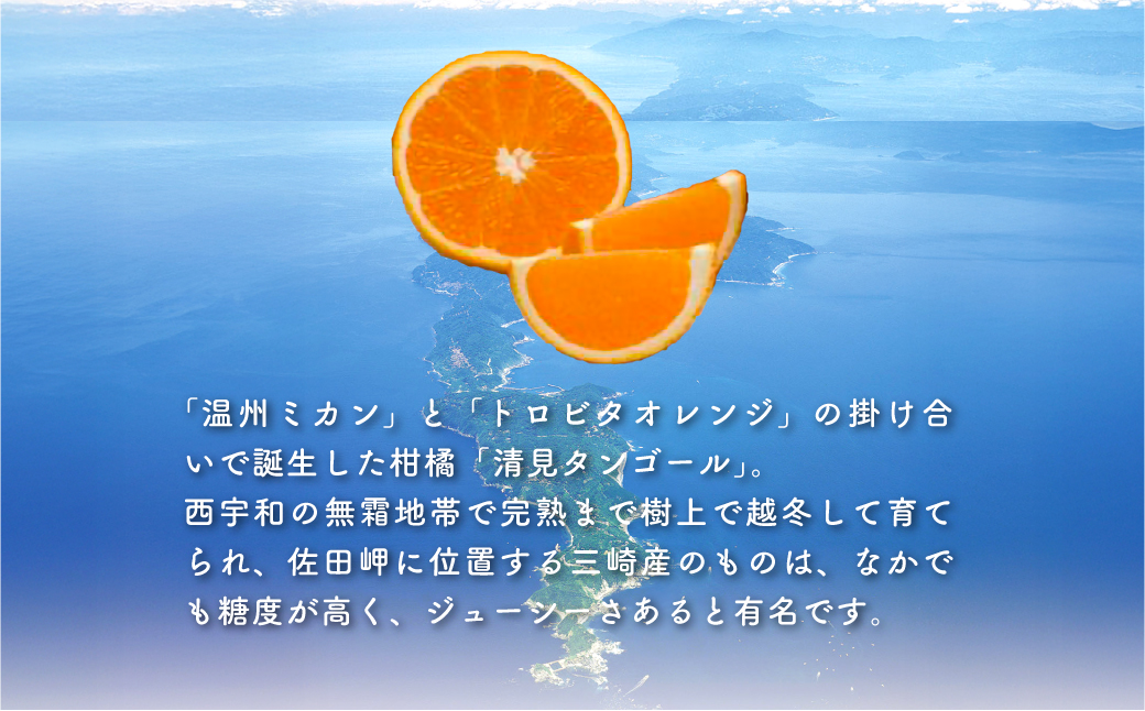 清見タンゴール（Pプラ包装・生果2.5kg）※離島への配送不可 IKTBD006