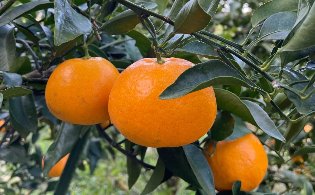 【先行予約】【数量限定】Saito Orange Farmの愛果28号（まどんな）3kg（2026年1月下旬頃より順次発送） IKTAQ017