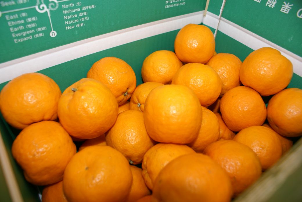 【先行予約】産地直送！愛媛県産ぽんかん 5kg（2026年1月上旬より順次発送） IKTF016